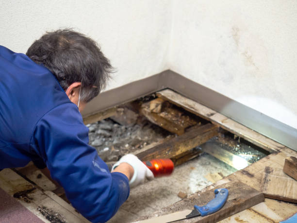 Attic Mold Removal in Columbia, MO