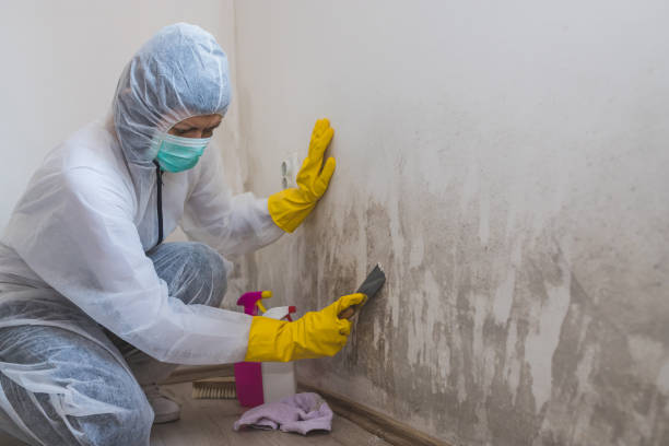 Best Professional Mold Removal  in Columbia, MO