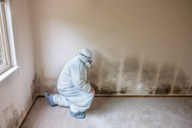 Reliable Columbia, MO Mold Removal Solutions