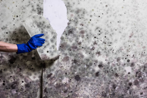 Best Certified Mold Removal  in Columbia, MO