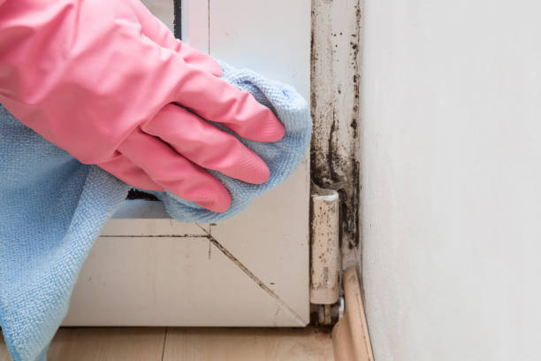 Best Attic Mold Removal  in Columbia, MO