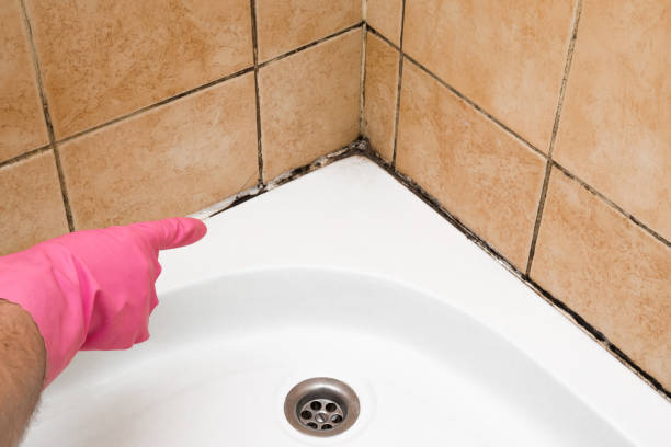 Best Mold Inspection  in Columbia, MO