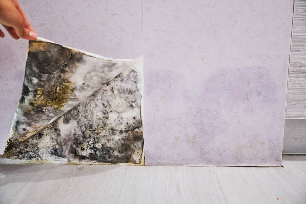Best Mold Testing and Removal  in Columbia, MO